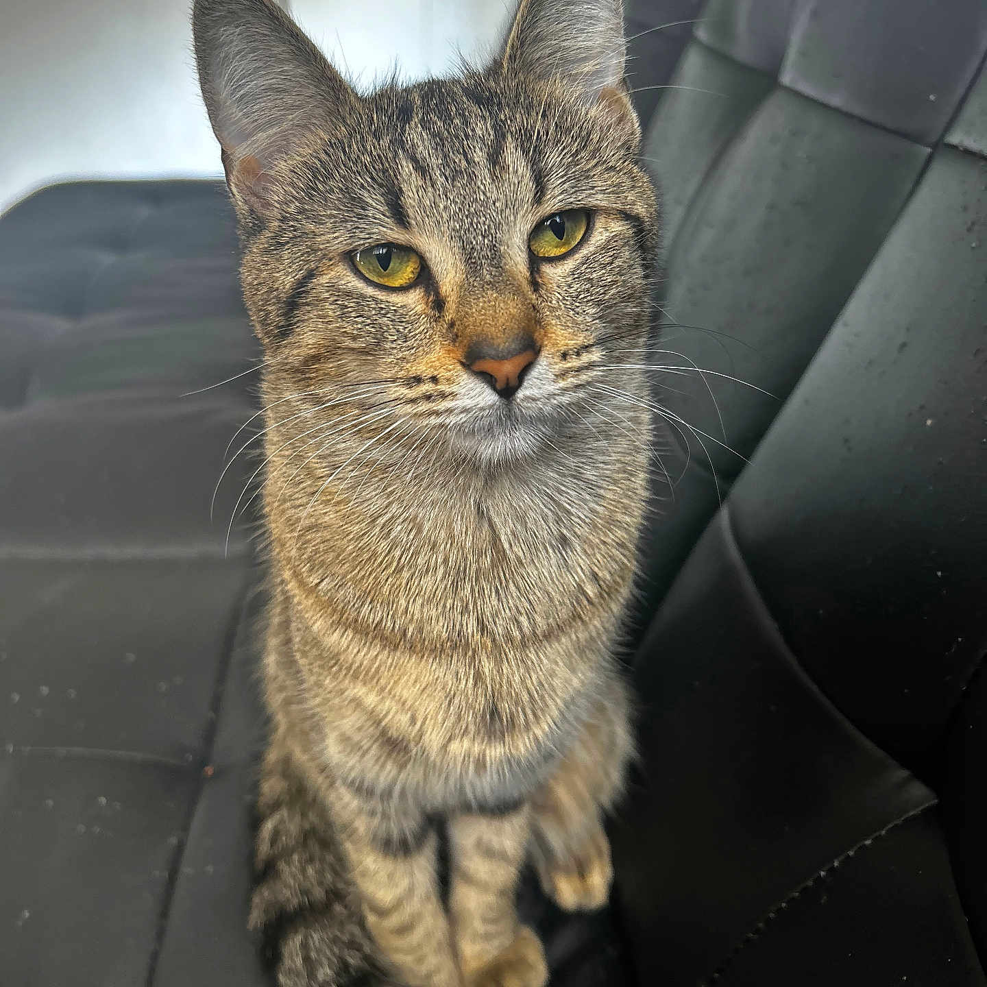 Midnight joined the competition — help win amazing prizes! animal, black_cushion, cat, chair, closeup, cute, domestic_animal, ears, eyes, feline, fur, indoor, looking, natural_light, pet, portrait, sitting, tabby, tail, whiskers