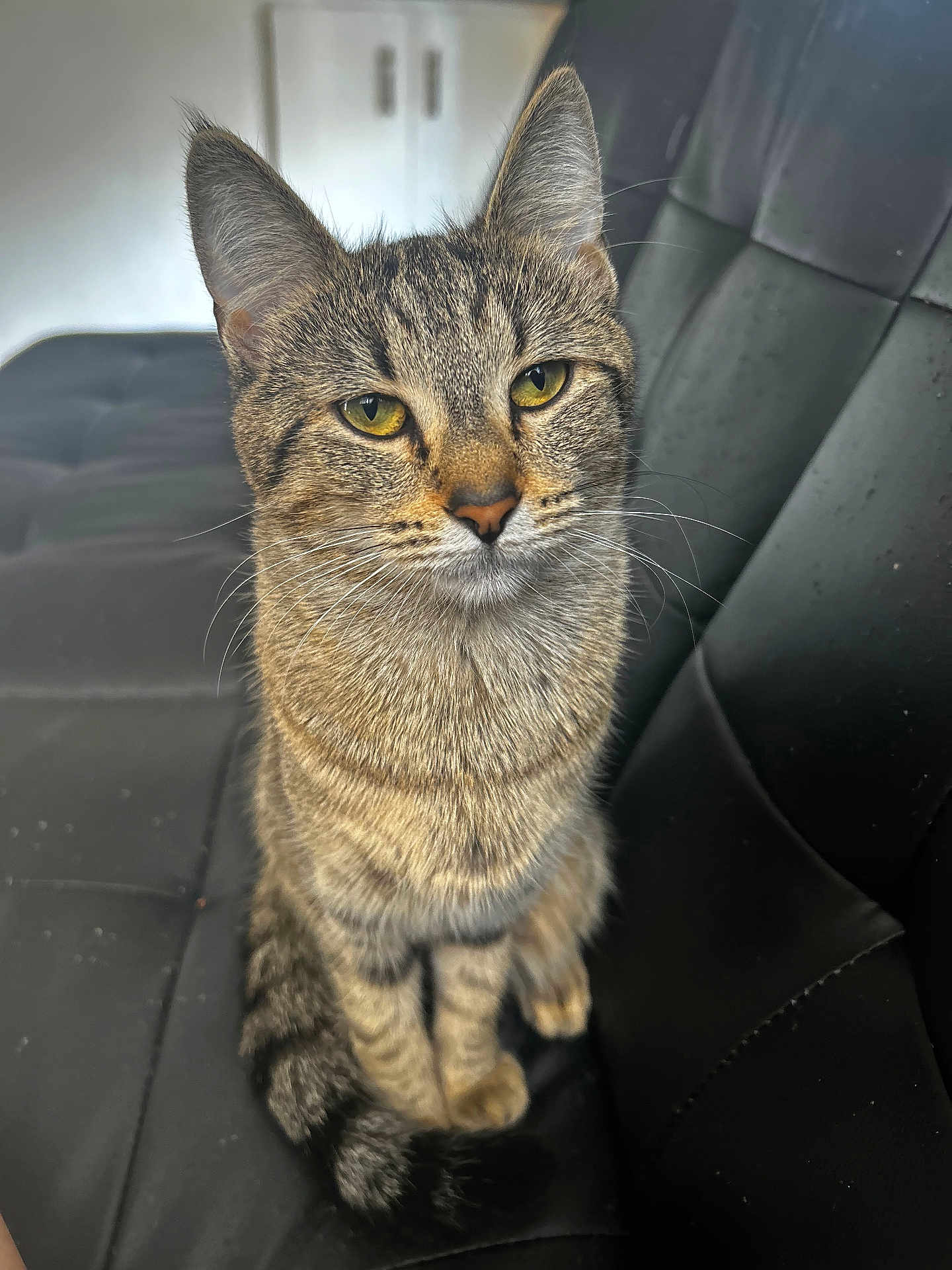 Midnight joined the competition — help win amazing prizes! cat, tabby, pet, animal, feline, sitting, indoor, chair, black_cushion, fur, whiskers, ears, tail, eyes, closeup, portrait, domestic_animal, cute, looking, natural_light