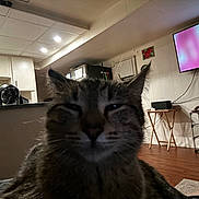Midnight joined the competition — help win amazing prizes! cat, tabby, indoor, close_up, furniture, television, wooden_floor, kitchen, fan, ceiling_lights, table, shelf, shoes, window, curtains, living_room, pet, animal, domestic, cozy