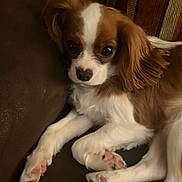 Chloe is registered to the contest to win money with this photo: dog, puppy, brown, white, couch, pet, animal, fur, paw, indoor, relaxing, cute, closeup, looking, ears, snout, pink_paw_pads, cozy, companion, domestic