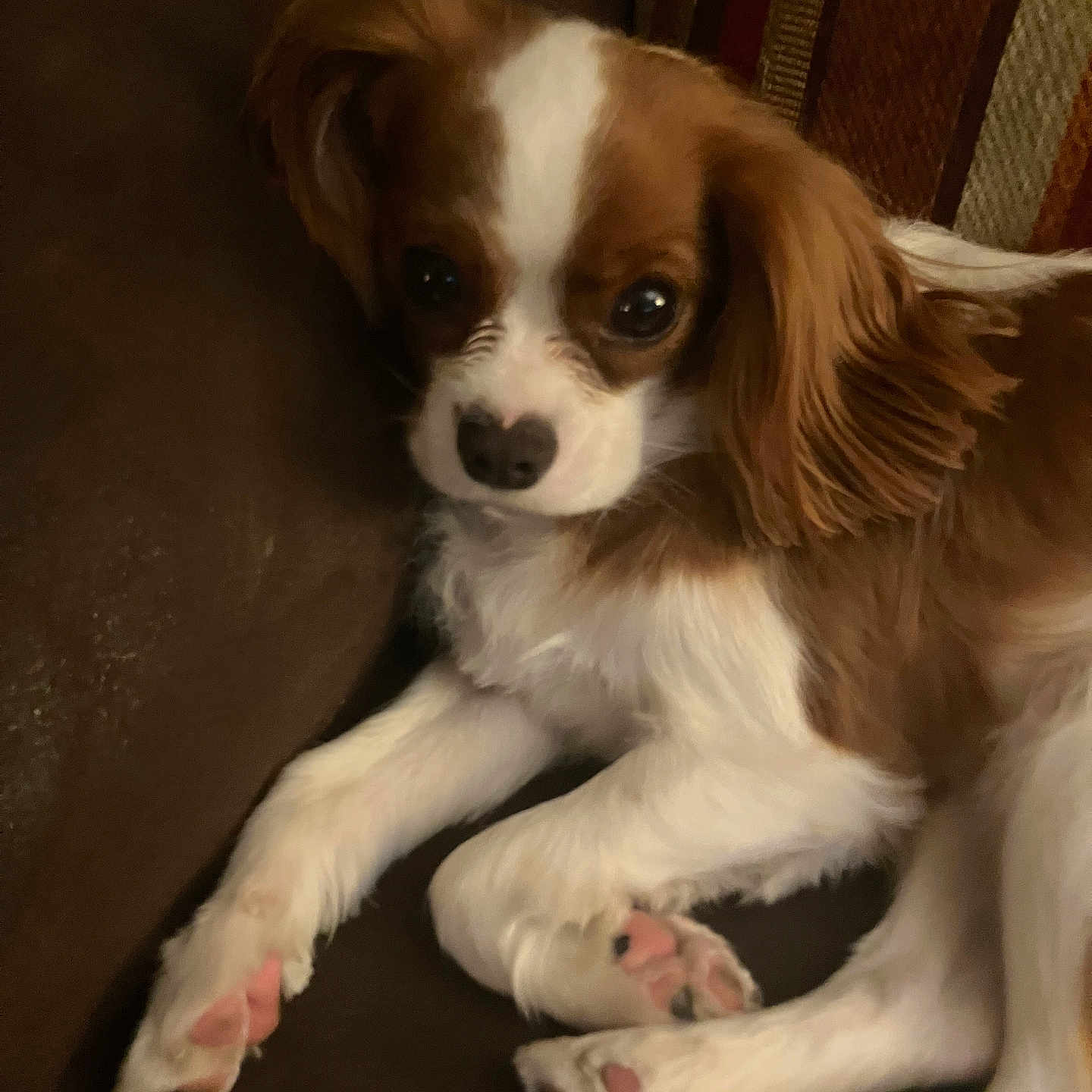 Chloe