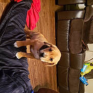 Drizzy Pac Favours is registered to the contest to win money with this photo: canidae, carnivore, companion_dog, dog_breed, fawn, sporting_group