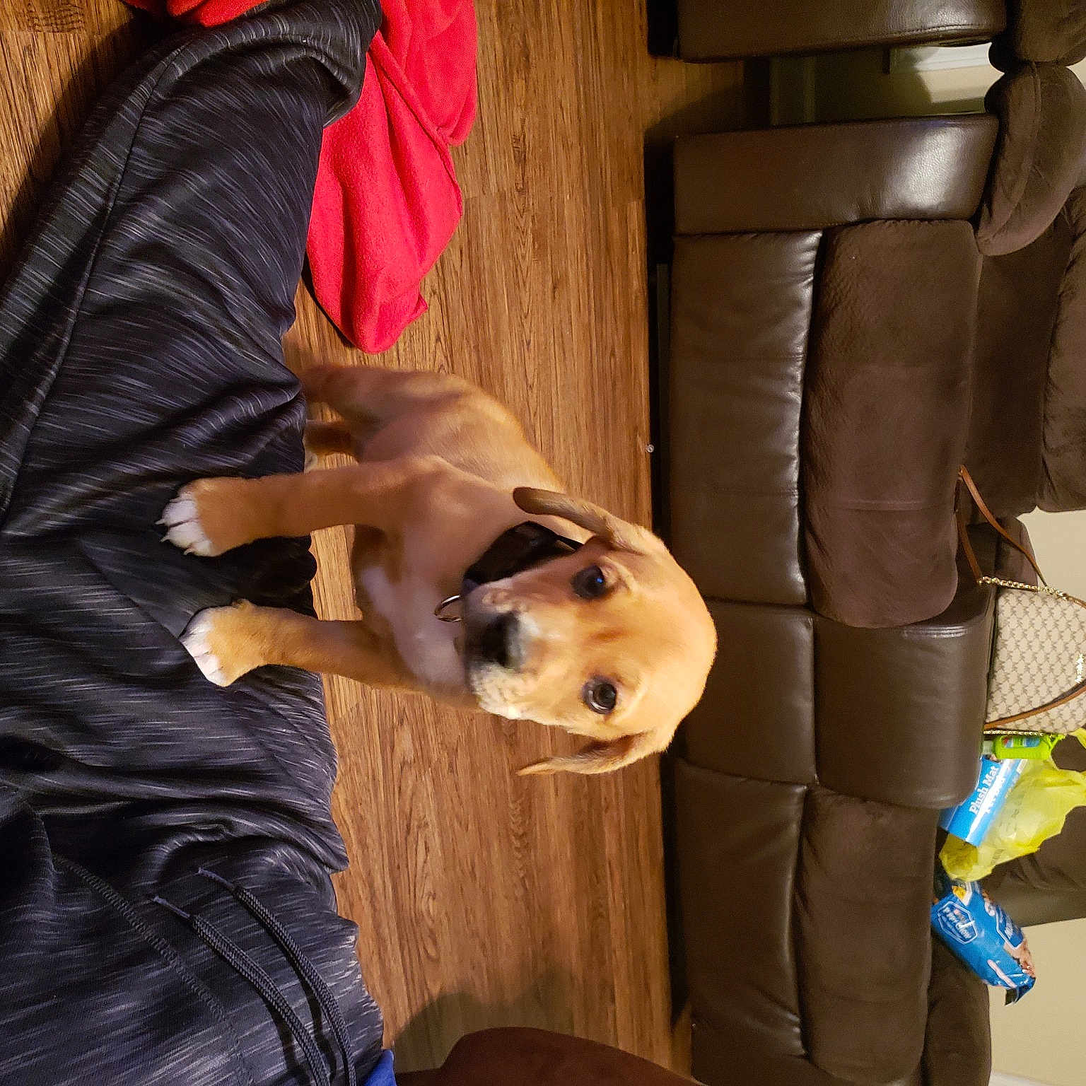 Drizzy Pac Favours is registered to the contest to win money with this photo: canidae, carnivore, companion_dog, dog_breed, fawn, sporting_group