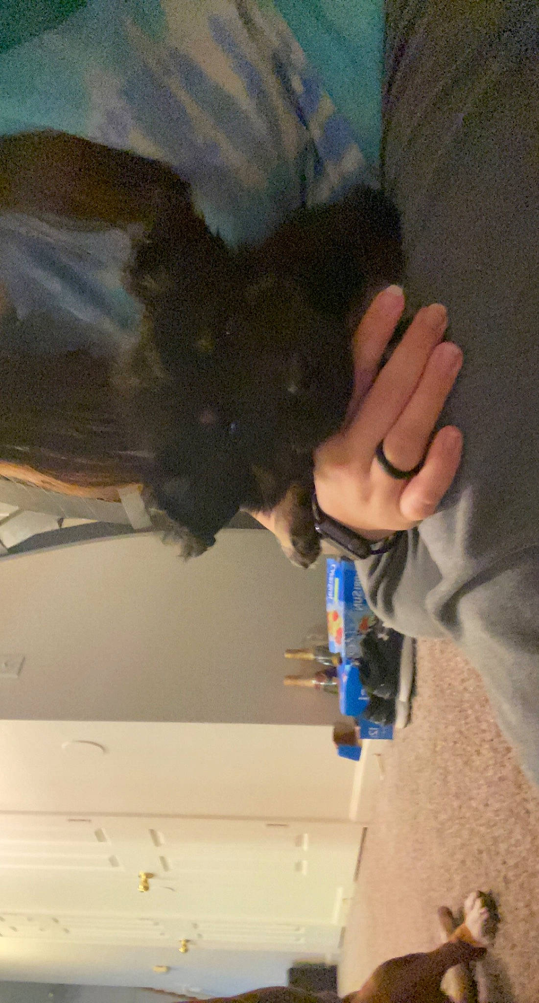 Scout joined the competition — help win amazing prizes! bracelet, carnivore, finger, fur, gesture, nail, paint, thumb, wrist