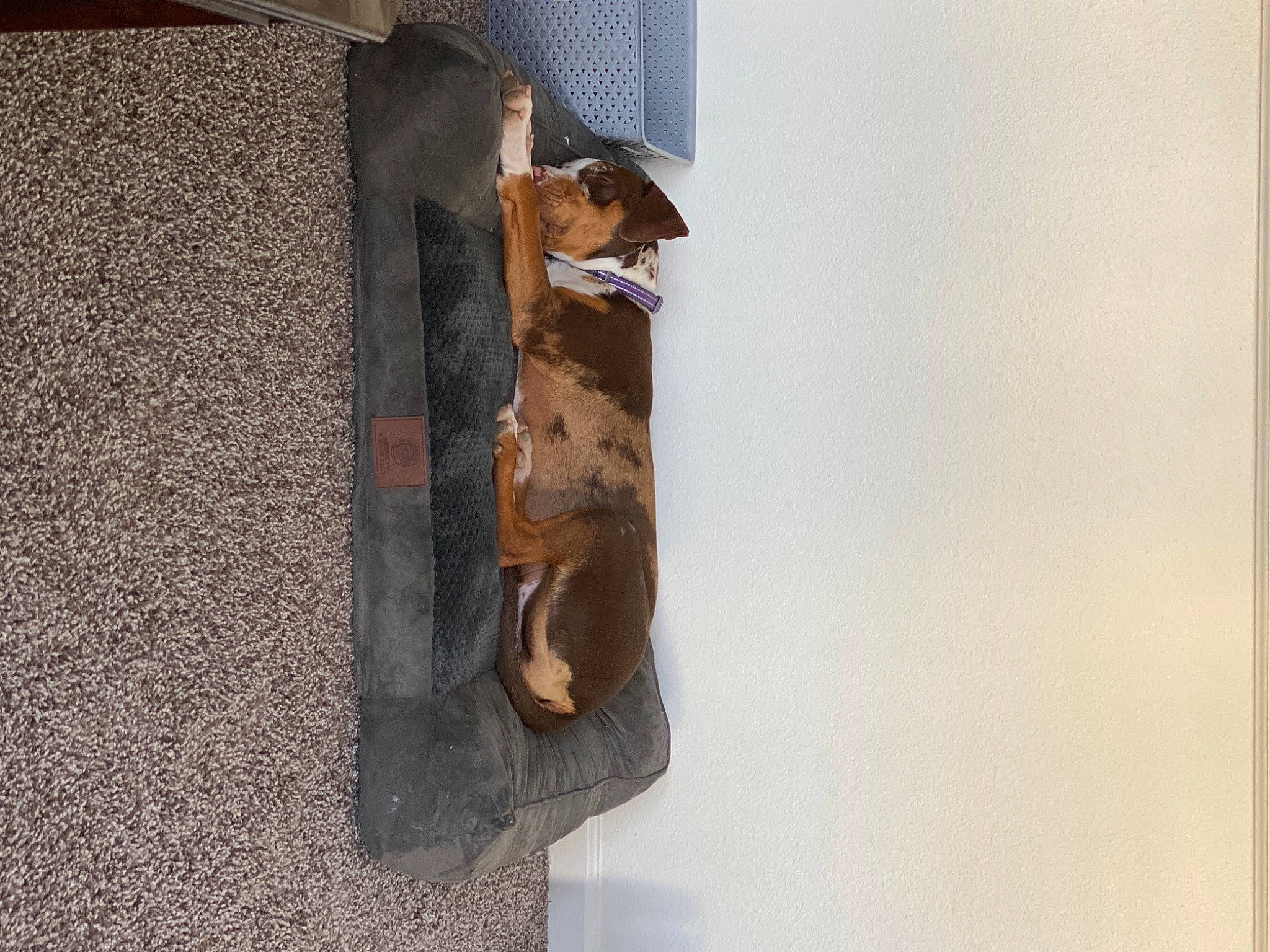 Jojo is registered to the contest to win money with this photo: canidae, carnivore, dog_breed, liver, pet_supply, sculpture