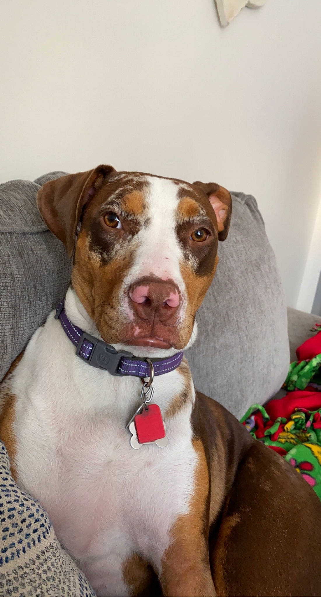 Jojo joined the competition — help win amazing prizes! canidae, carnivore, collar, companion_dog, dog, dog_breed, dog_collar, fawn, liver, mammal, non_sporting_group, pet_supply, pit_bull, snout, sporting_group, whiskers, working_animal, working_dog