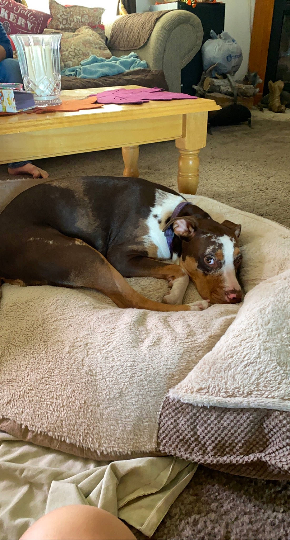 Jojo joined the competition — help win amazing prizes! canidae, carnivore, coffee_table, comfort, companion_dog, dog, dog_breed, drinkware, fawn, home, linens, liver, living_room, sleep, sporting_group, working_animal, working_dog