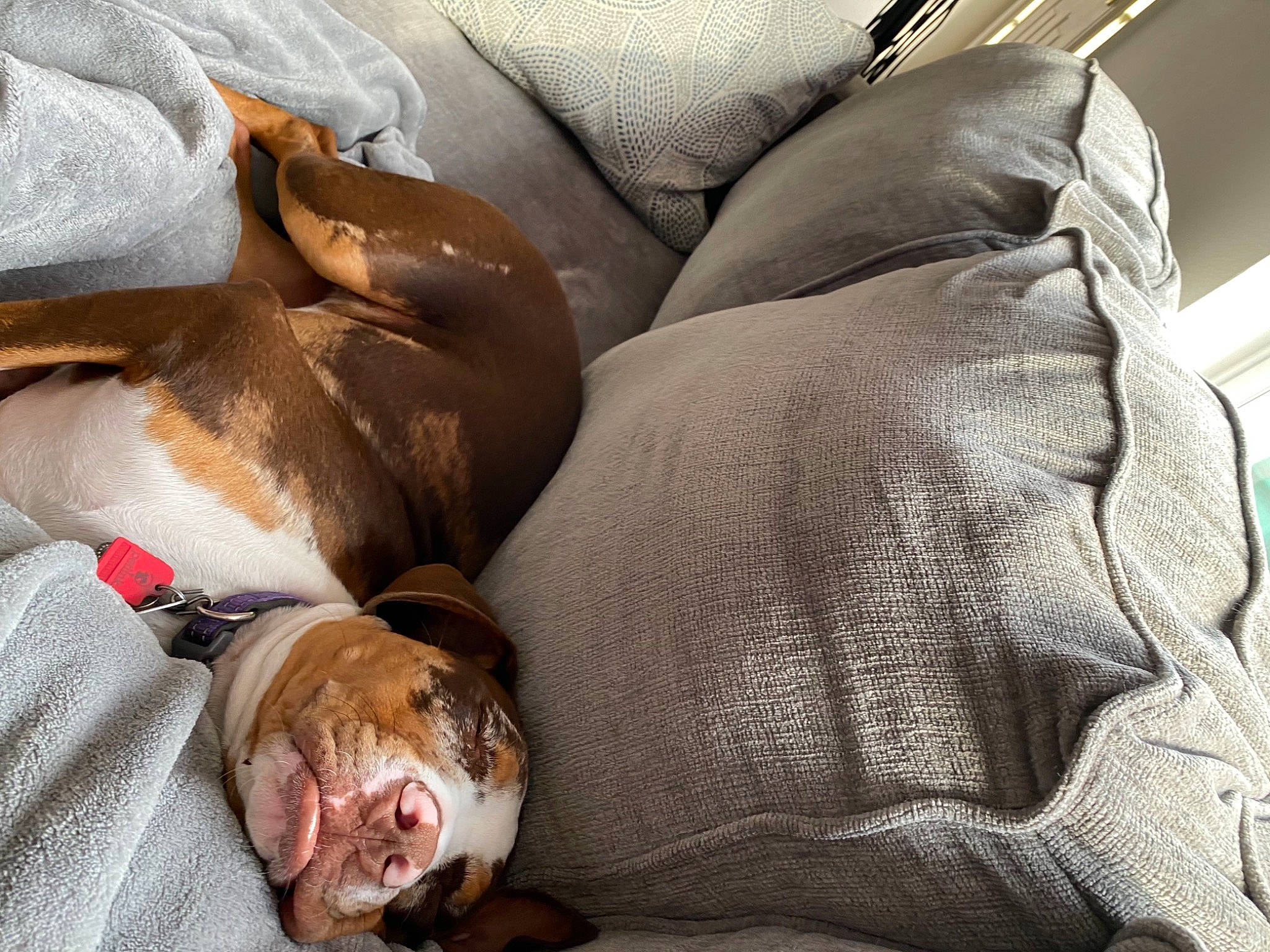 Jojo joined the competition — help win amazing prizes! canidae, carnivore, comfort, companion_dog, dog, dog_breed, fawn, hound, liver, nap, sleep, snout, sporting_group, vertebrate, working_animal, working_dog