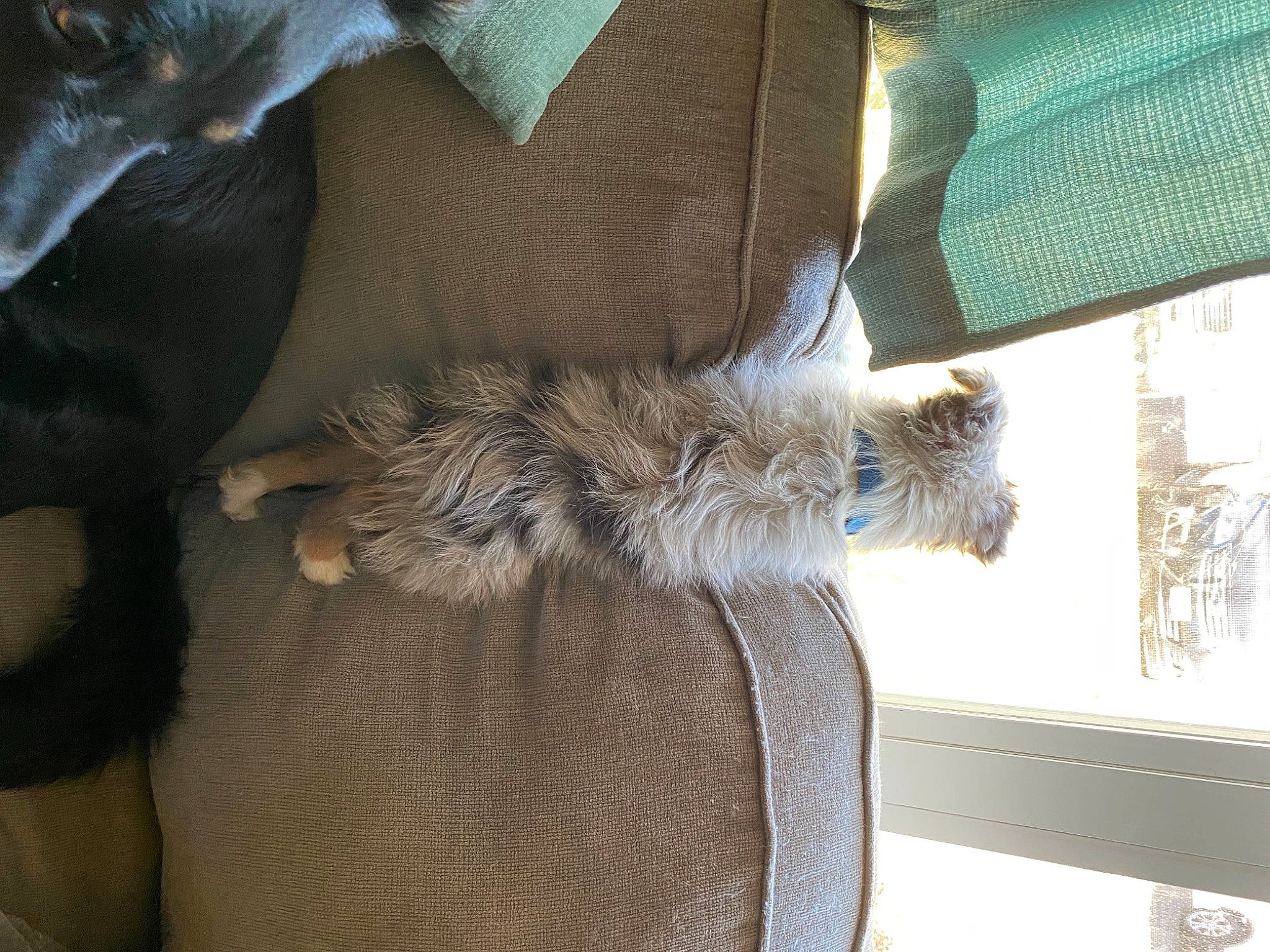 Taz is registered to the contest to win money with this photo: carnivore, cat, claw, comfort, couch, fawn, feather, felidae, fur, grey, human_leg, linens, mammal, pattern, paw, room, small_to_medium_sized_cats, tail, vertebrate, whiskers