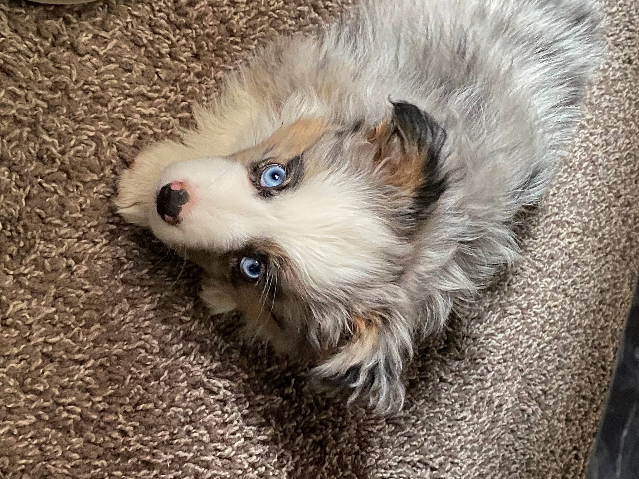 Taz is registered to the contest to win money with this photo: ancient_dog_breeds, canidae, carnivore, companion_dog, dog, dog_breed, fawn, fur, german_spitz, german_spitz_mittel, non_sporting_group, paw, puppy, snout, spitz, sporting_group, terrestrial_animal, toy_dog, whiskers, wildlife