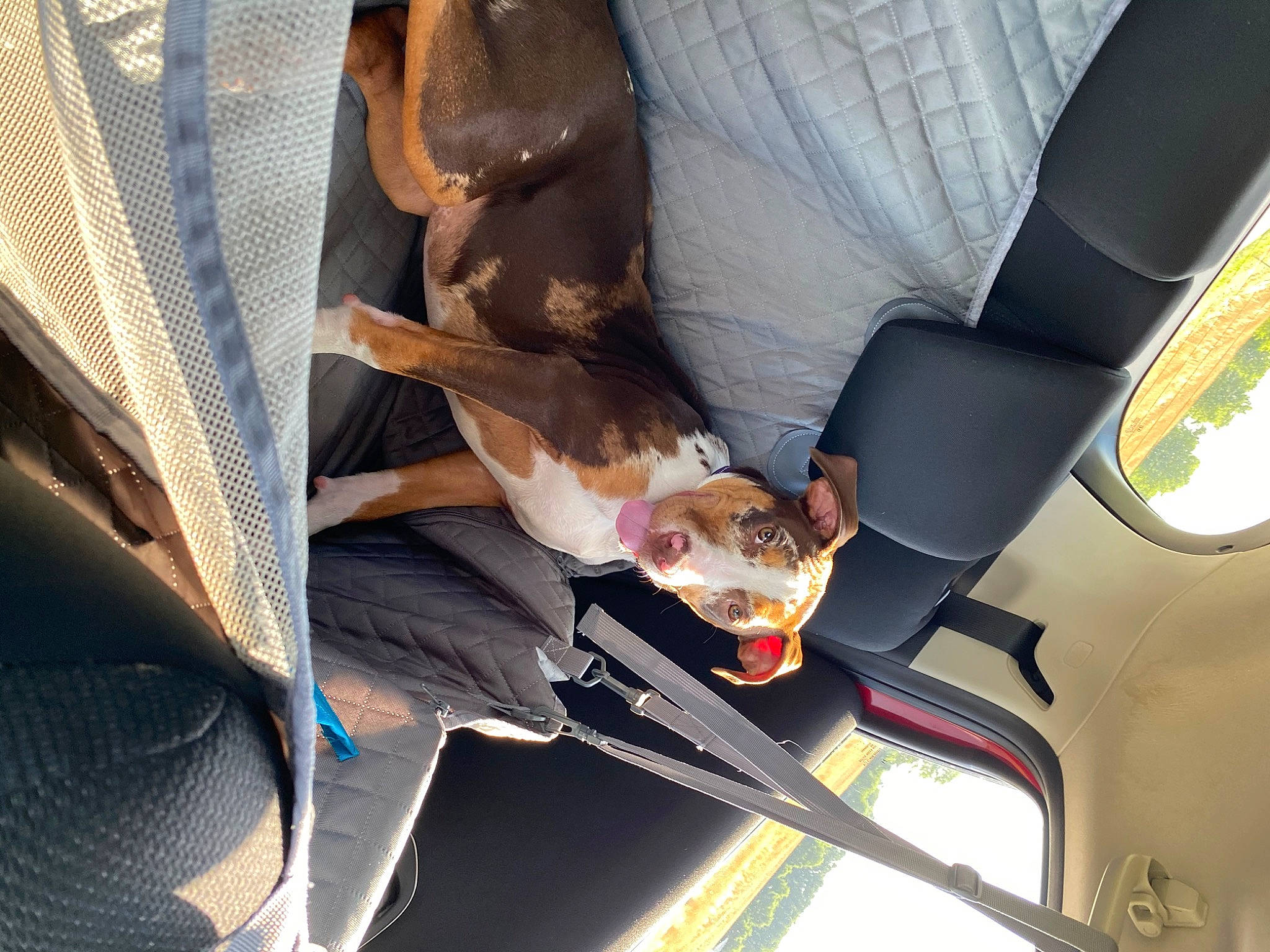 Jojo is registered to the contest to win money with this photo: canidae, car_seat, carnivore, fawn, sporting_group