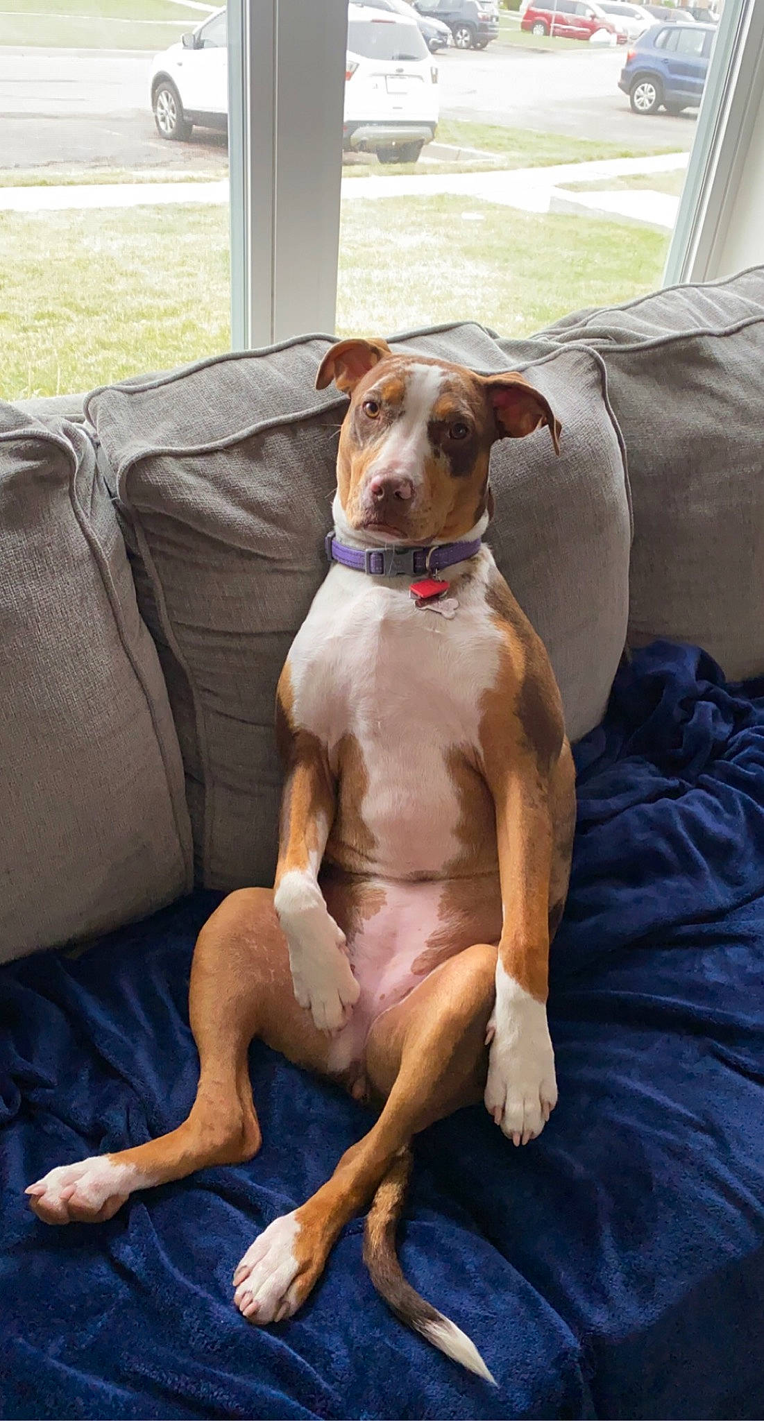 Jojo is registered to the contest to win money with this photo: american_pit_bull_terrier, canidae, carnivore, companion_dog, dog, dog_breed, fawn, mammal, non_sporting_group, rare_breed_dog, vertebrate