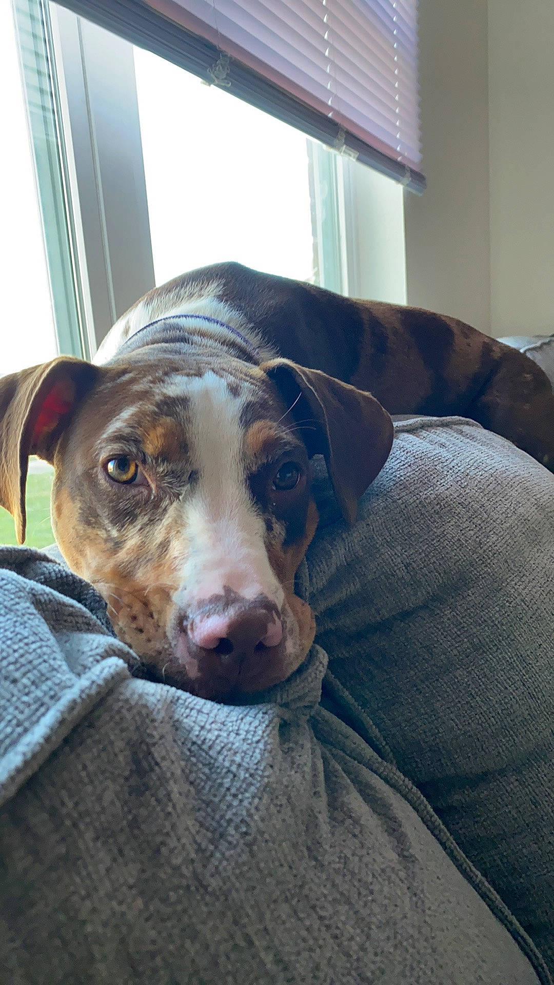 Jojo joined the competition — help win amazing prizes! canidae, carnivore, dog, dog_breed, ear, louisiana_catahoula_leopard_dog, mammal, snout, whiskers
