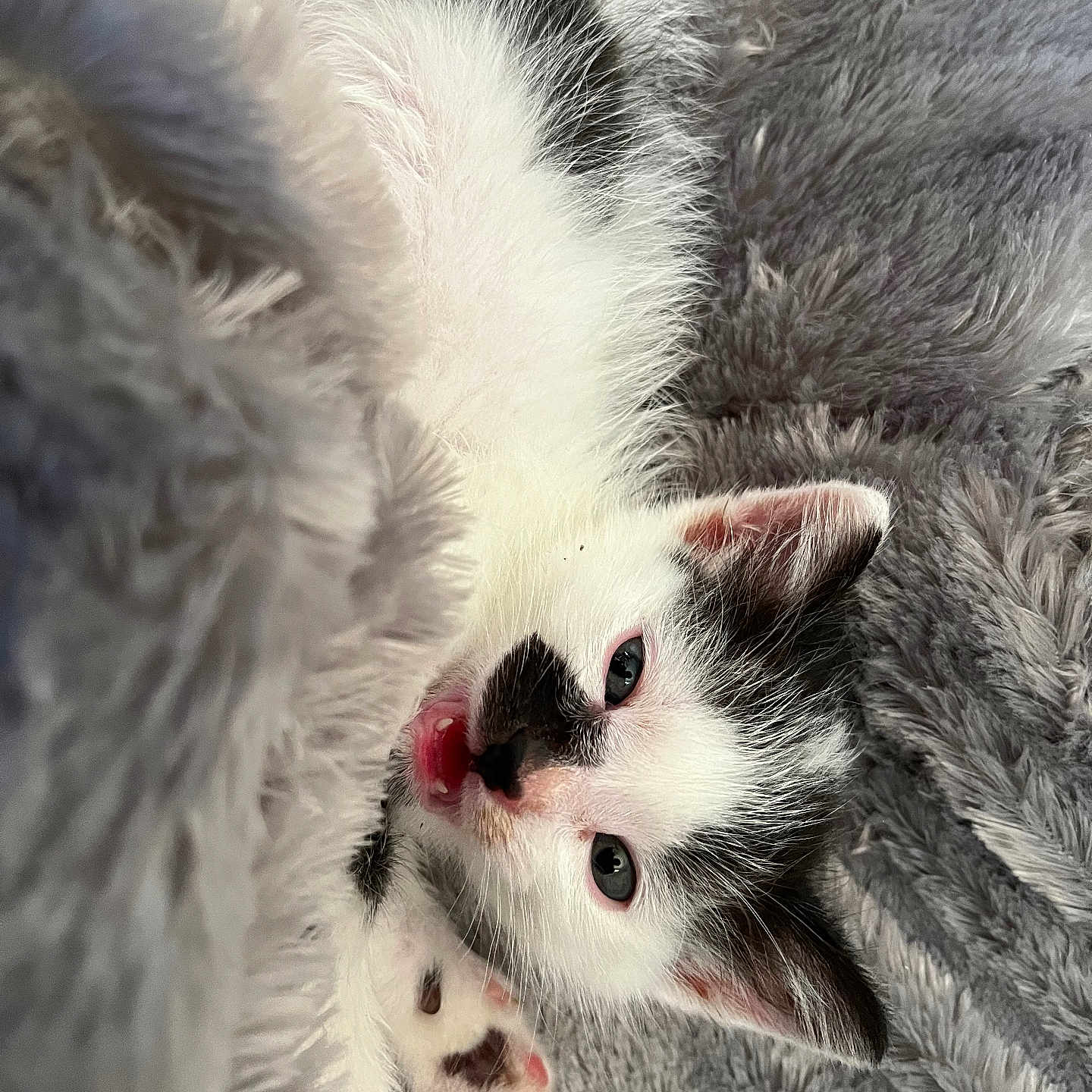 Condor a rejoint le concours — aidez-le/la à gagner de superbes lots ! animal, blanket, cat, claw, electronics, hardware, hook, kitten, manx, person, pet, siamese, sleeping
