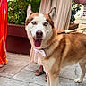 dog, husky, siberian_husky, canine, pet, bow_tie, blue_eyes, open_mouth, tongue, standing, outdoor, garden, patio, potted_plants, people, sandals, paving_stones, portrait, animal_photography, happy