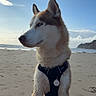 Ace a rejoint le concours — aidez-le/la à gagner de superbes lots ! dog, husky, siberian_husky, beach, ocean, sand, sky, clouds, coastline, rocky_cliff, outdoor, portrait, sitting, harness, dog_tag, blue_eyes, fur, seaside, sandal, sunny