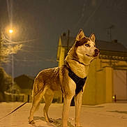 Ace participe au concours pour gagner de l'argent avec cette photo : dog, siberian_husky, canine, snow, winter, night, outdoor, street, streetlight, harness, leash, standing, profile, animal, pet, neighborhood, houses, snowy_ground, dramatic_lighting, urban_scene
