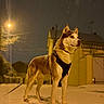 dog, siberian_husky, canine, snow, winter, night, outdoor, street, streetlight, harness, leash, standing, profile, animal, pet, neighborhood, houses, snowy_ground, dramatic_lighting, urban_scene
