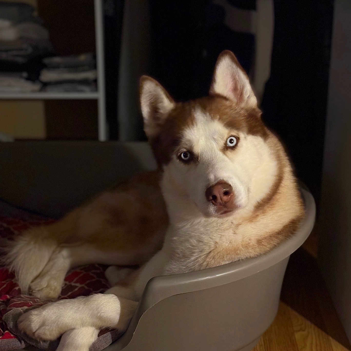Ace