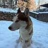 Ace a rejoint le concours — aidez-le/la à gagner de superbes lots ! dog, siberian_husky, snow, winter, outdoor, portrait, blue_eyes, sitting, canine, fur, ears, muzzle, collar, nature, trees, stone_wall, sunlight, frost, landscape, snowy_ground