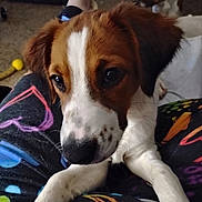 Eros is registered to the contest to win money with this photo: dog, puppy, close_up, brown_and_white, pet, indoor, person_lap, colorful_pants, curious_eyes, animal, cute, furry, young_dog, companion, domestic, canine, background_dog, soft_lighting, casual, relaxed