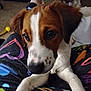 dog, puppy, close_up, brown_and_white, pet, indoor, person_lap, colorful_pants, curious_eyes, animal, cute, furry, young_dog, companion, domestic, canine, background_dog, soft_lighting, casual, relaxed