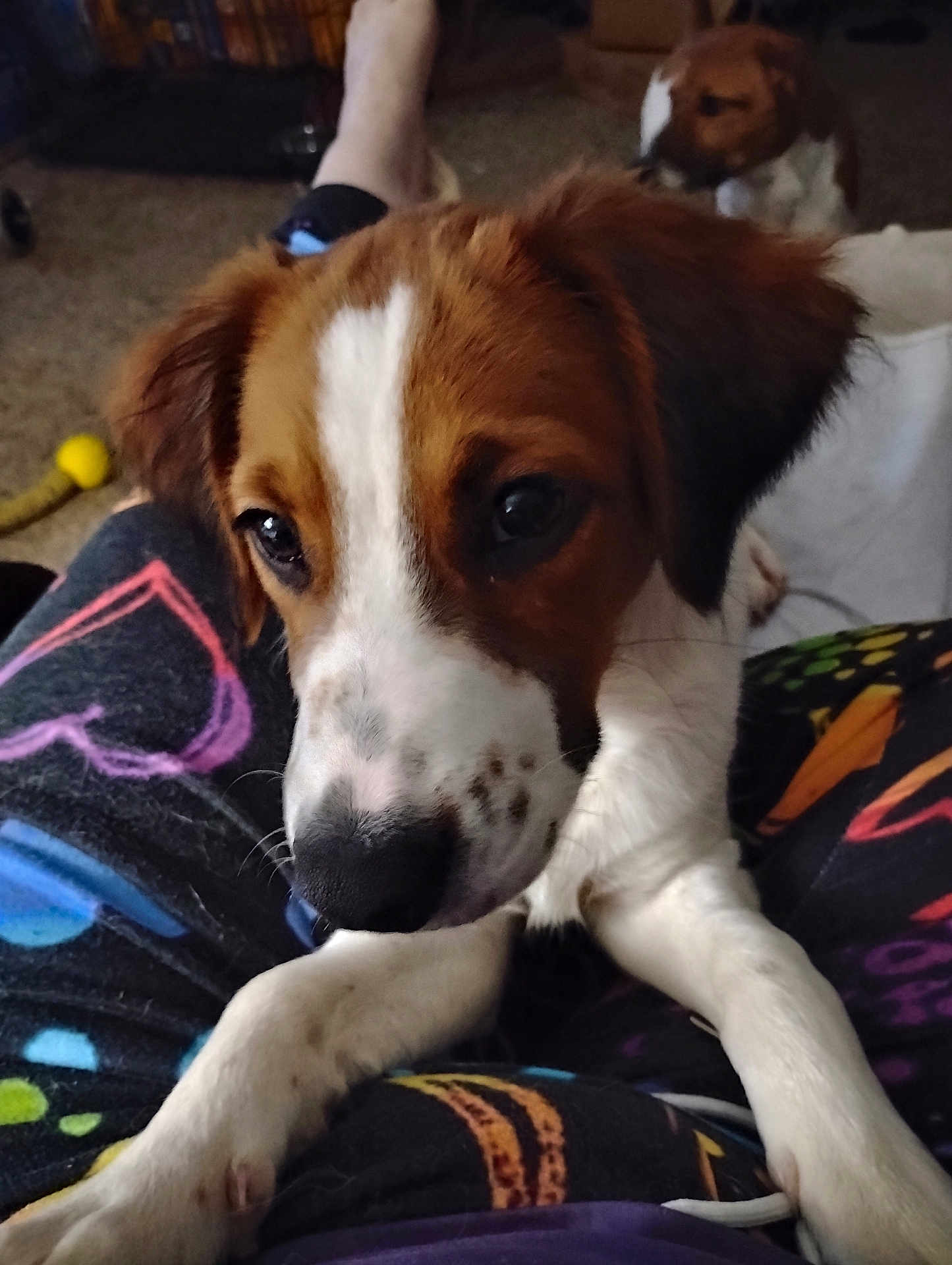 Eros is registered to the contest to win money with this photo: dog, puppy, close_up, brown_and_white, pet, indoor, person_lap, colorful_pants, curious_eyes, animal, cute, furry, young_dog, companion, domestic, canine, background_dog, soft_lighting, casual, relaxed