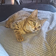 Arès a rejoint le concours — aidez-le/la à gagner de superbes lots ! animal, blanket, cat, cozy, curious, cute, ears, fabric, feline, fur, home, indoor, kitten, pattern, paw, pet, resting, tabby, whiskers, young