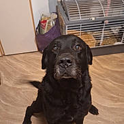 Joko a rejoint le concours — aidez-le/la à gagner de superbes lots ! accessories, animal, bag, bulldog, canine, crib, den, dog, handbag, hardwood, hound, indoors, labradorretriever, person, pet, plywood, pug, puppy, shelf, wood