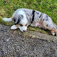 Baloo a rejoint le concours — aidez-le/la à gagner de superbes lots ! puppy, dog, australian_shepherd, fluffy, tricolor, fur, grass, lawn, pavement, curb, sidewalk, outdoor, pet, resting, lying_down, cute, young, paw, muzzle, nose