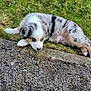 puppy, dog, australian_shepherd, fluffy, tricolor, fur, grass, lawn, pavement, curb, sidewalk, outdoor, pet, resting, lying_down, cute, young, paw, muzzle, nose