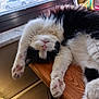 Sylvester is registered to the contest to win money with this photo: cat, black_and_white, fluffy, sleeping, stretched_out, paws, pink_paw_pads, wooden_table, window, indoor, cozy, relaxed, pet, animal, fur, resting, domestic_cat, home, daylight, urban_view