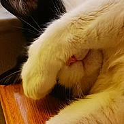Sylvester is registered to the contest to win money with this photo: cat, paw, sleeping, fur, nose, whiskers, wood, closeup, indoor, relaxed, cute, pet, animal, black_and_white, resting, feline, soft, cozy, nap, hidden_face