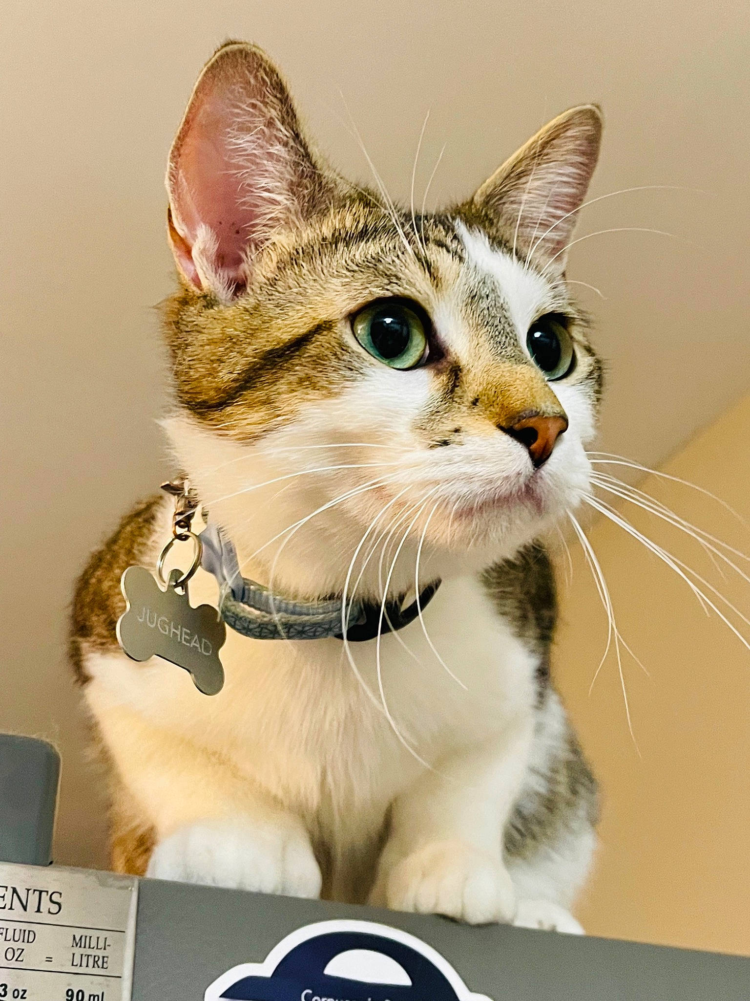 Jughead joined the competition — help win amazing prizes! box, carnivore, cat, cat_supply, collar, domestic_short_haired_cat, felidae, fur, iris, logo, paw, pet_supply, photo_caption, small_to_medium_sized_cats, snout, whiskers