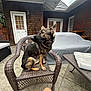 Opal is registered to the contest to win money with this photo: dog, german_shepherd, wicker_chair, patio, outdoor, furniture, covered_grill, concrete_floor, brick_wall, wooden_door, window, table, cushion, legs, ears, animal, pet, sitting, alert, daylight