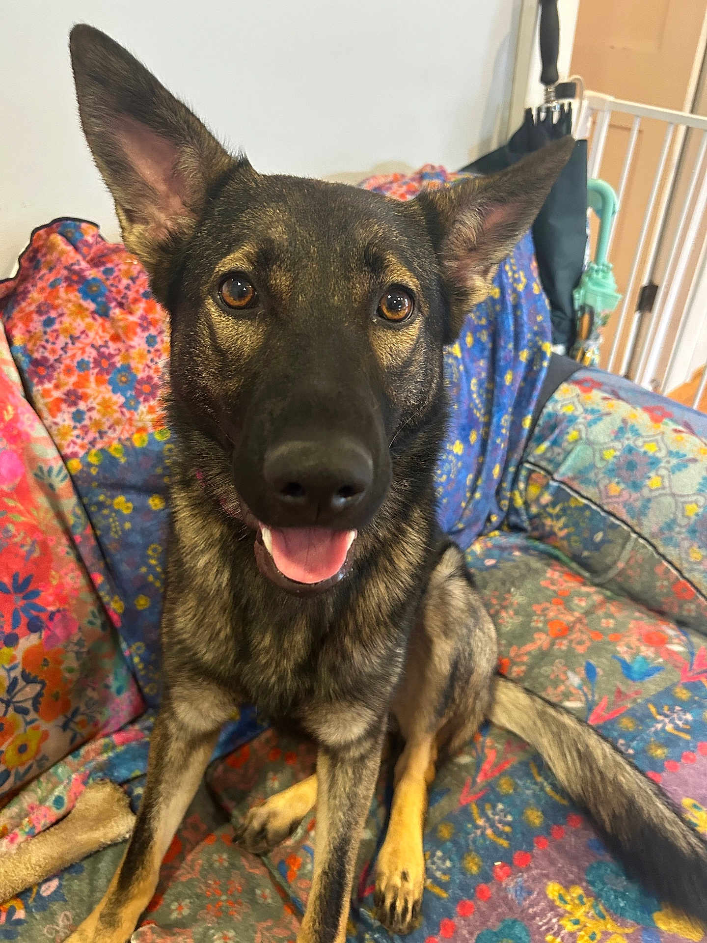 Opal is registered to the contest to win money with this photo: dog, canine, pet, sitting, couch, indoor, ears, tongue, happy, brown_eyes, fur, tail, toy, umbrella, patterned_fabric, home, domestic, closeup, portrait, animal