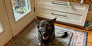 Opal joined the competition — help win amazing prizes! dog, rug, door, backpack, toy, floor, indoor, wood_floor, cabinet, shoe, pink_toy, pet, smiling_dog, home_interior, window, mat, storage, happy, animal, door_handle