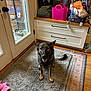 dog, rug, door, backpack, toy, floor, indoor, wood_floor, cabinet, shoe, pink_toy, pet, smiling_dog, home_interior, window, mat, storage, happy, animal, door_handle