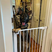 Opal joined the competition — help win amazing prizes! dog, german_shepherd, pet, indoor, baby_gate, tongue_out, happy, wooden_floor, door, laundry_basket, household_items, furniture, animal, guard_dog, ears_up, standing, leisure, domestic, playful, canine