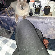 Kamkam is registered to the contest to win money with this photo: cat, table, tissue_box, mug, remote_control, person, legs, black_pants, carpet, blanket, indoor, furniture, household_items, animal, pet, fluffy, gray_cat, domestic, resting, eyes_glowing