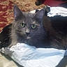 Bella is registered to the contest to win money with this photo: cat, gray_cat, pet, animal, green_eyes, shipping_bag, torn_bag, indoor, carpet, furniture, table, round_surface, curious, looking_at_camera, domestic, cozy, resting, household, home, soft_light