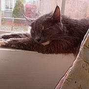 Bella is registered to the contest to win money with this photo: cat, gray_cat, sleeping, windowsill, window, screen, indoor, natural_light, cozy, resting, pet, feline, quiet, soft_light, blanket, patterned_textile, home_interior, relaxation, animal, domestic