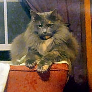 Bella is registered to the contest to win money with this photo: cat, fluffy, indoor, chair, furniture, pet, animal, relaxed, orange, window, curtain, domestic, cozy, resting, paw, mammal, feline, home, lazy, cute