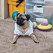 Baxter joined the competition — help win amazing prizes! pug, dog, carpet, white_shirt, gold_chain, indoor, toy, storage_container, pet, animal, cute, small_dog, furniture, relaxed, brown_dog, black_muzzle, collar, playful, home, pet_accessory