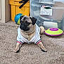 pug, dog, carpet, white_shirt, gold_chain, indoor, toy, storage_container, pet, animal, cute, small_dog, furniture, relaxed, brown_dog, black_muzzle, collar, playful, home, pet_accessory