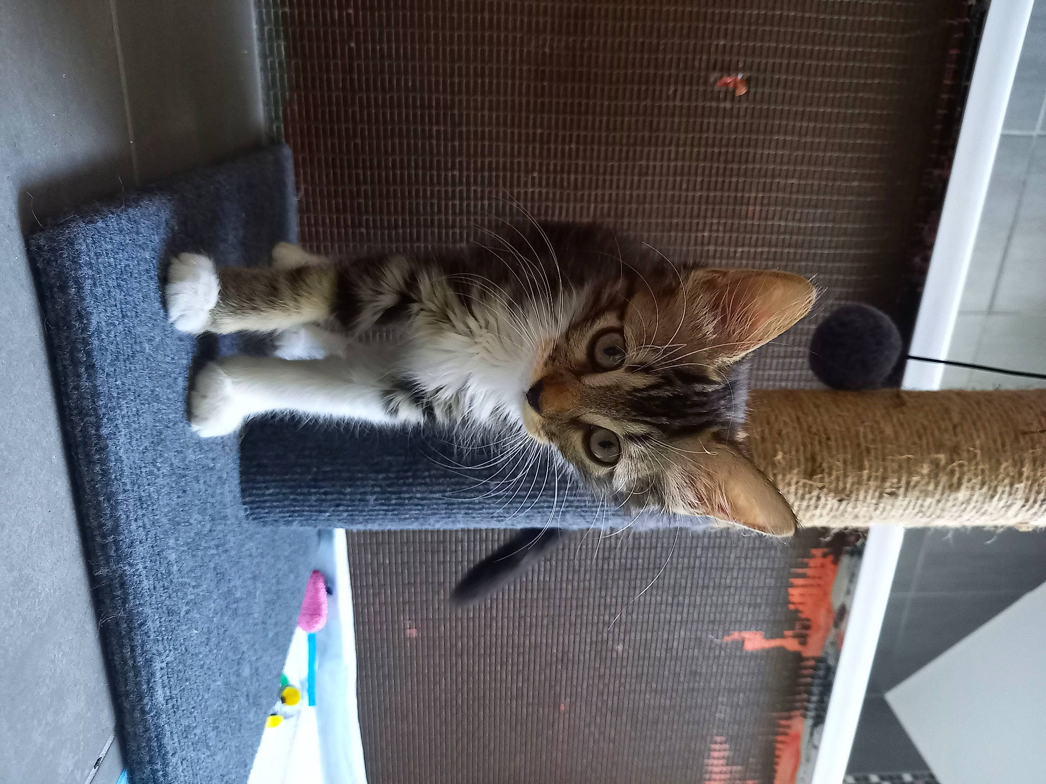 Twinie a rejoint le concours — aidez-le/la à gagner de superbes lots ! carnivore, cat, comfort, domestic_short_haired_cat, door, felidae, fur, mammal, room, small_to_medium_sized_cats, tail, vehicle, whiskers, wood