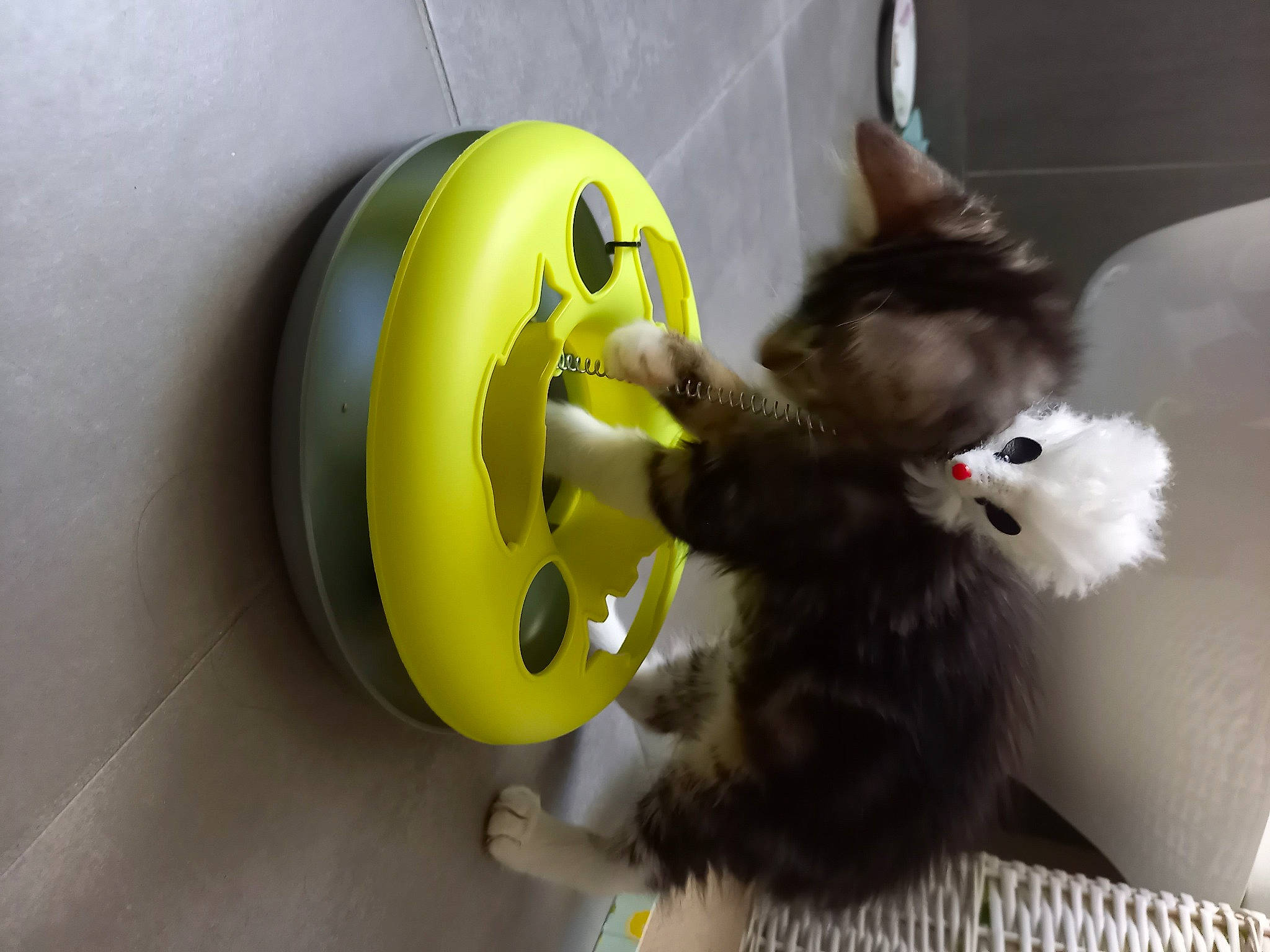 Twinie participe au concours pour gagner de l'argent avec cette photo : audio_equipment, auto_part, automotive_tire, automotive_wheel_system, carnivore, cat, cat_toy, companion_dog, domestic_short_haired_cat, door, felidae, fur, paw, personal_protective_equipment, rim, small_to_medium_sized_cats, sports_equipment, stuffed_toy, tail, whiskers