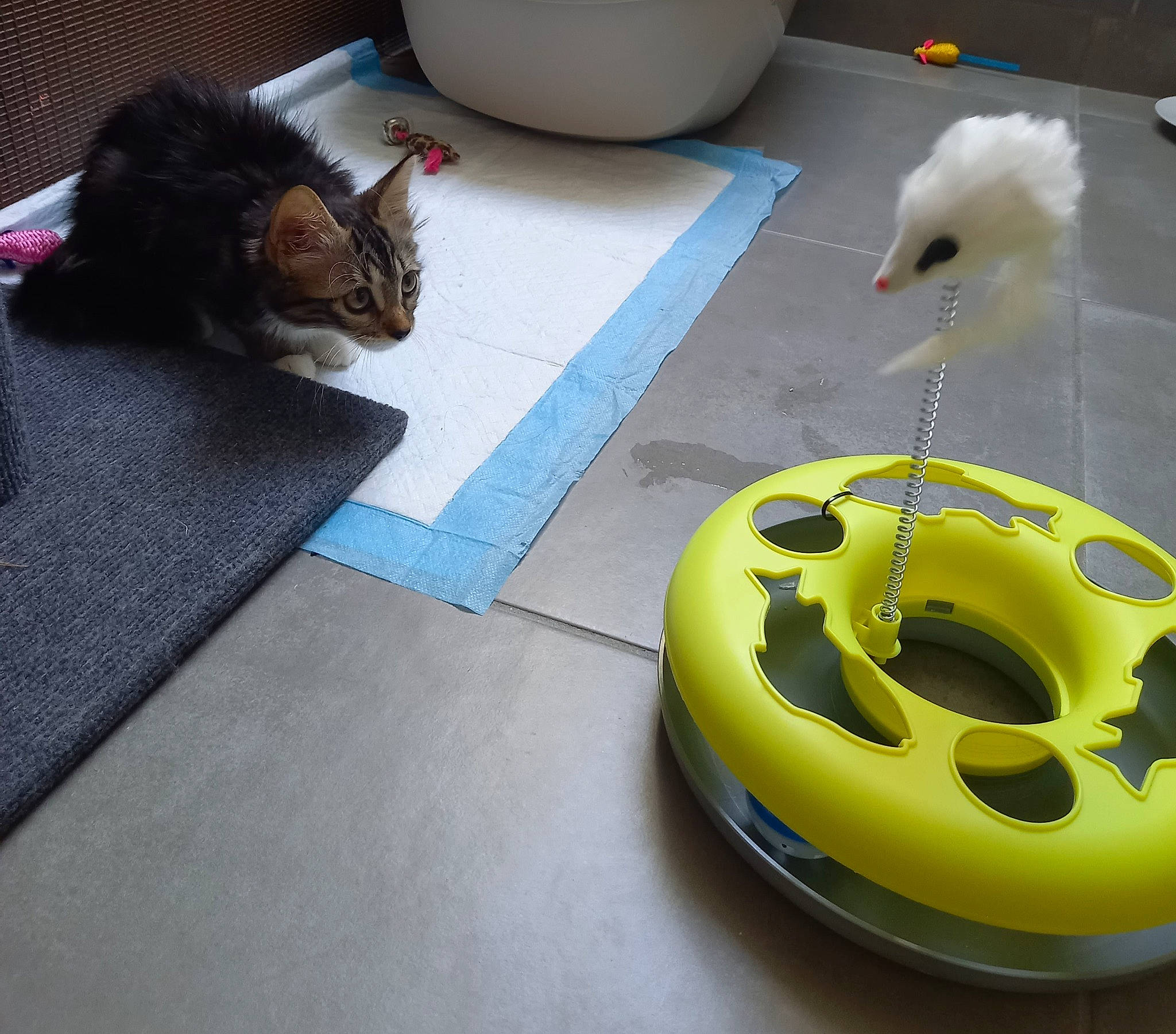 Twinie participe au concours pour gagner de l'argent avec cette photo : art, automotive_tire, automotive_wheel_system, beak, bicycle_helmet, carnivore, cat, circle, comfort, domestic_short_haired_cat, felidae, flooring, personal_protective_equipment, plastic, rim, small_to_medium_sized_cats, synthetic_rubber, tire, vertebrate, whiskers