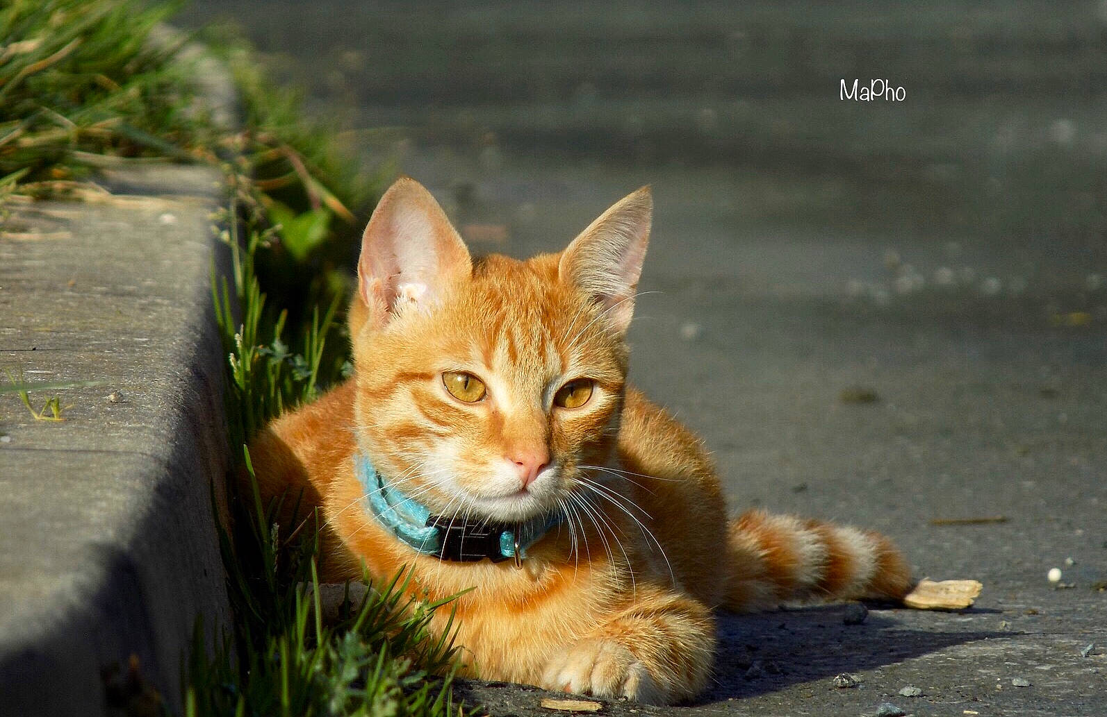 Pikachu a rejoint le concours — aidez-le/la à gagner de superbes lots ! aegean_cat, asian, carnivore, cat, domestic_short_haired_cat, european_shorthair, eye, felidae, grass, kitten, mammal, organism, small_to_medium_sized_cats, snapshot, snout, tabby_cat, vertebrate, whiskers, wild_cat, wildlife
