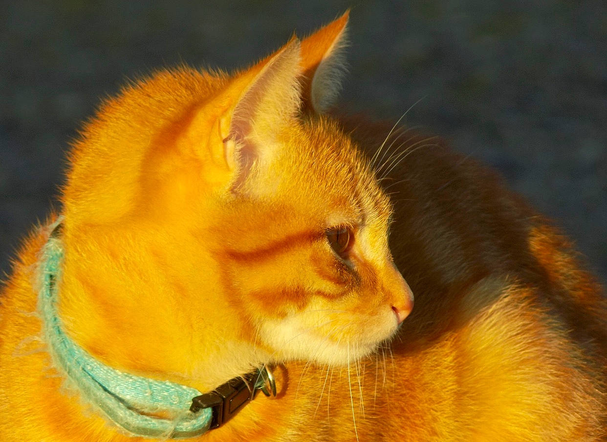 Pikachu participe au concours pour gagner de l'argent avec cette photo : abyssinian, asian, carnivore, cat, chausie, fawn, felidae, fur, kitten, mammal, small_to_medium_sized_cats, snout, somali, tabby_cat, tail, whiskers, wildlife, yellow